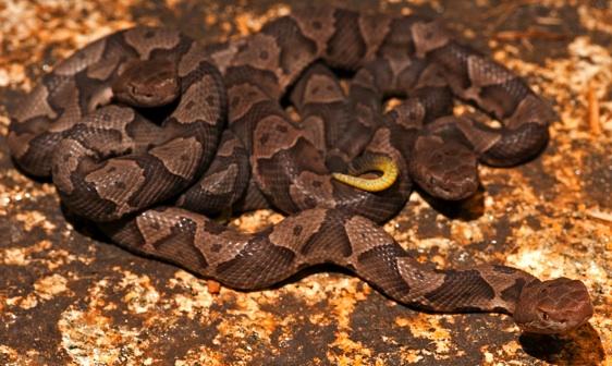 Copperhead Snakes love the Sandhills. Abundant prey, plenty of cover, warm climate, what's not to love. Copperheads, Agkistrodon contortrix, can be found commonly anywhere in the sandhills.