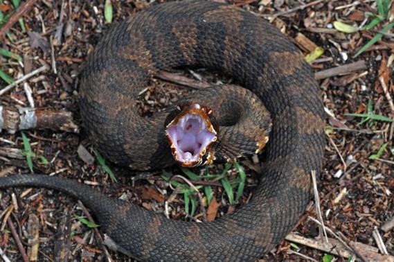 Cottonmouth If you are anywhere near a water source in the sandhills, there is a good chance you are close to a Cottonmouth.