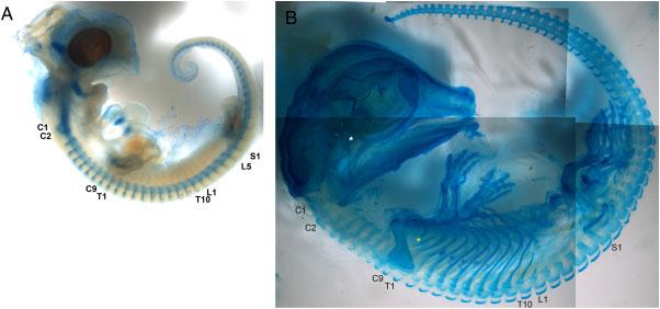HOX EXPRESSION IN ARCHOSAURIAN AXIAL PATTERNING 3 Figure 1. Alcian blue staining shows cartilage morphology at embryonic day 14 (E14, A)andE28(B)inA. mississippiensis embryos.