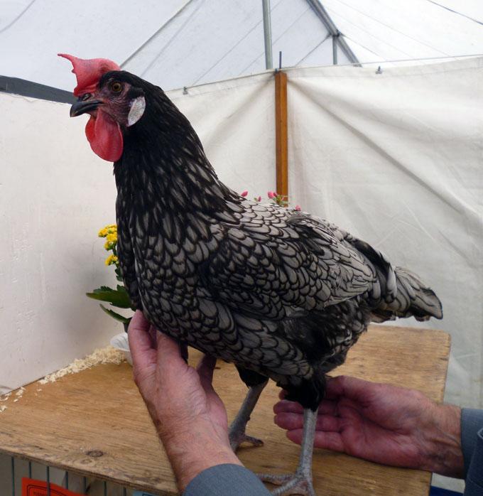 WINNER TODMORDEN SHOW, WEST YORKSHIRE, JUNE 20 th 2015 By Maureen Hoyle. Mr Kinder s winning bird, a Blue Andalusian.