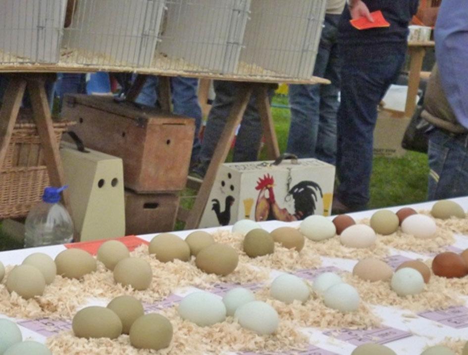 Also seen at the Todmorden Show in West Yorkshire: Maureen Hoyle took one more photo at this show, of the egg competition.