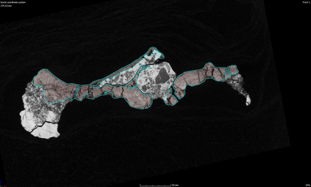 2018 DOLLMAN ET AL.: CONVERGENT EVOLUTION IN SHARTEGOSUCHIDAE PALATE A in cav C B in cav 11 in cav D pal fen ch FIGURE 5. CT scan cross sections through the pterygoid of Shartegosuchus (IGM 200/50).