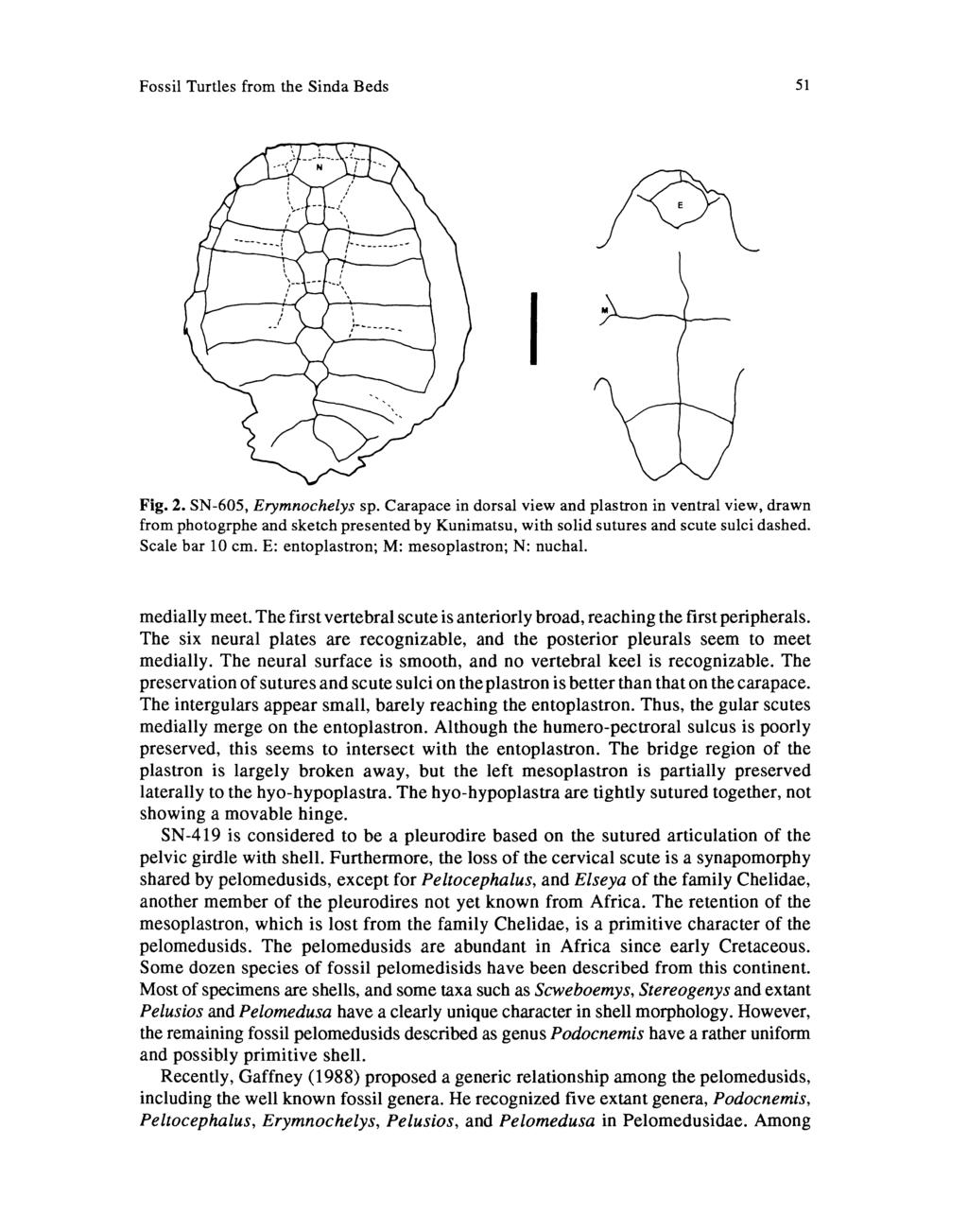Fossil Turtles from the Sinda Beds 51 I Fig. 2. SN-605, Erymnochelys sp.