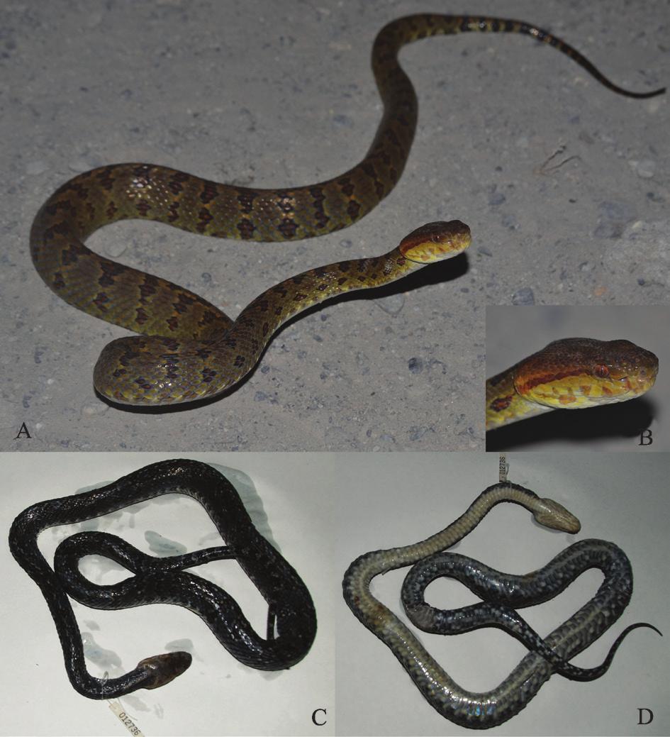 No. 2 Hujun PAN et al. New species of Protobothrops from China and India 111 Table 1 Variations in the type series of Protobothrops himalayanus sp. nov. (in mm).