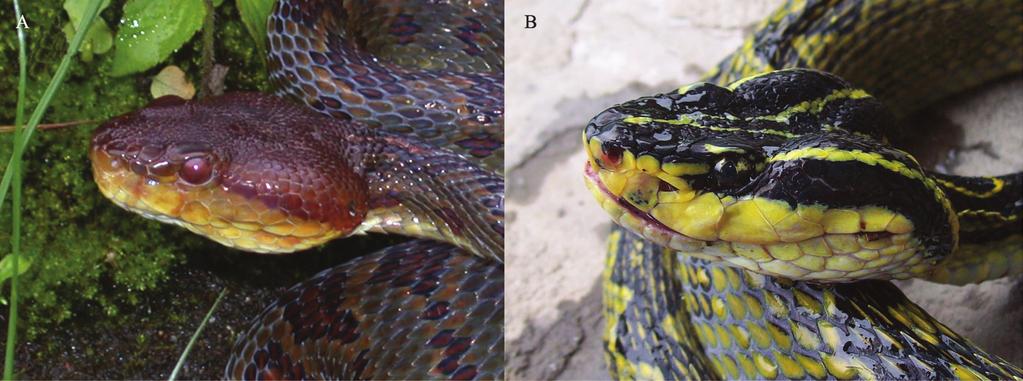 114 Asian Herpetological Research Vol. 4 Figure 6 Comparison of the heads of Protobothrops himalayanus sp. nov.