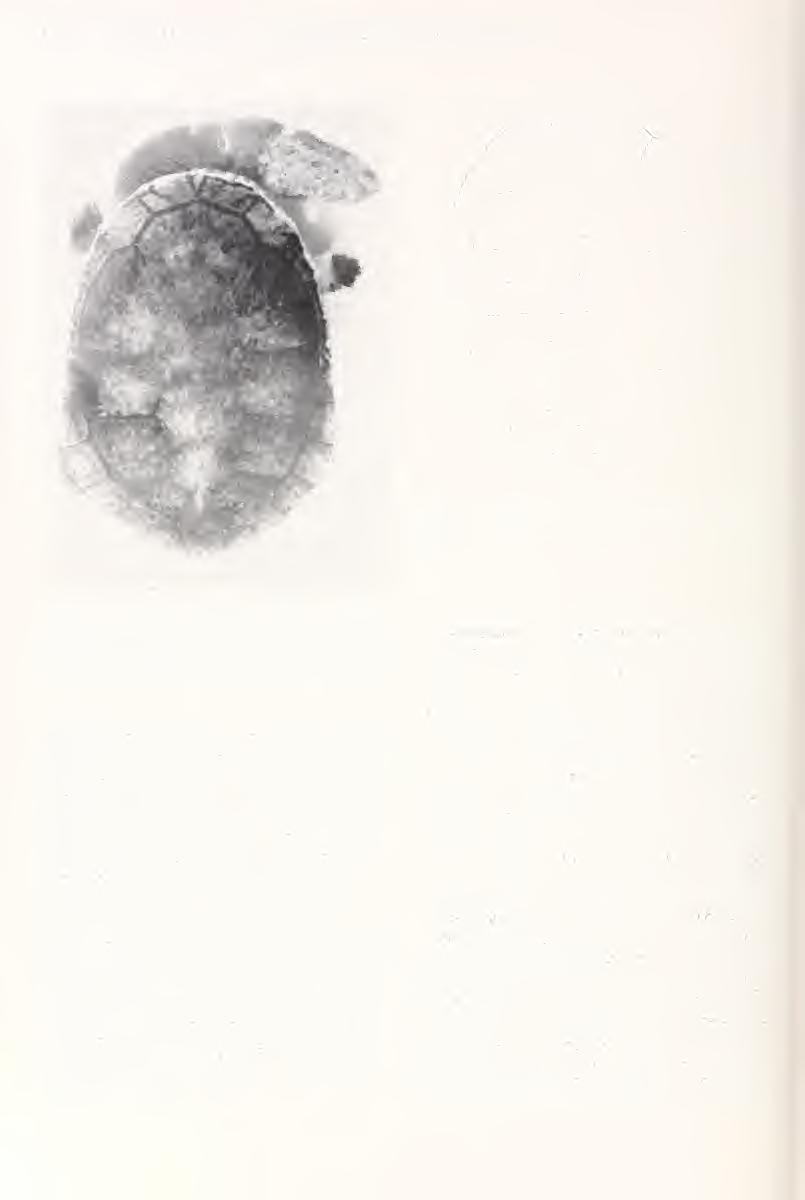 I Burbidge, Bulletin Museum of Comparative Zoology, Vol. 147, No. 11 3cm Figure 14. Dorsal view of the carapace of MCZ 134400, a 257 mm female specimen of C. parkeri.