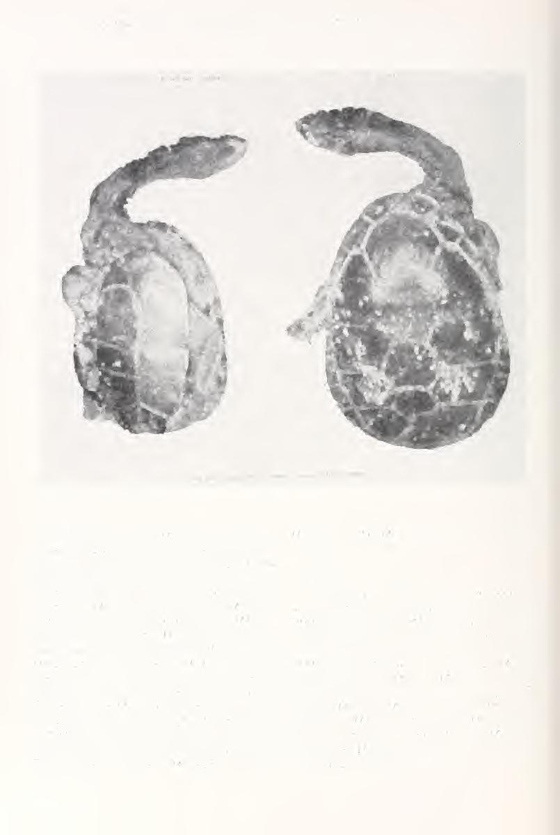 I 466 Bulletin Museum of Comparative Zoology, Vol. 147, No. 11 fal \!;!:,! / Figure 1. Ventral and dorsal views of the type specimen of Chelodina siebenrocki from Werner (1901).