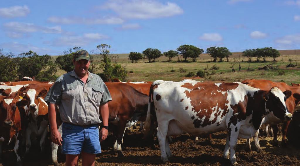 Robert with some of his Ayrshire cows.