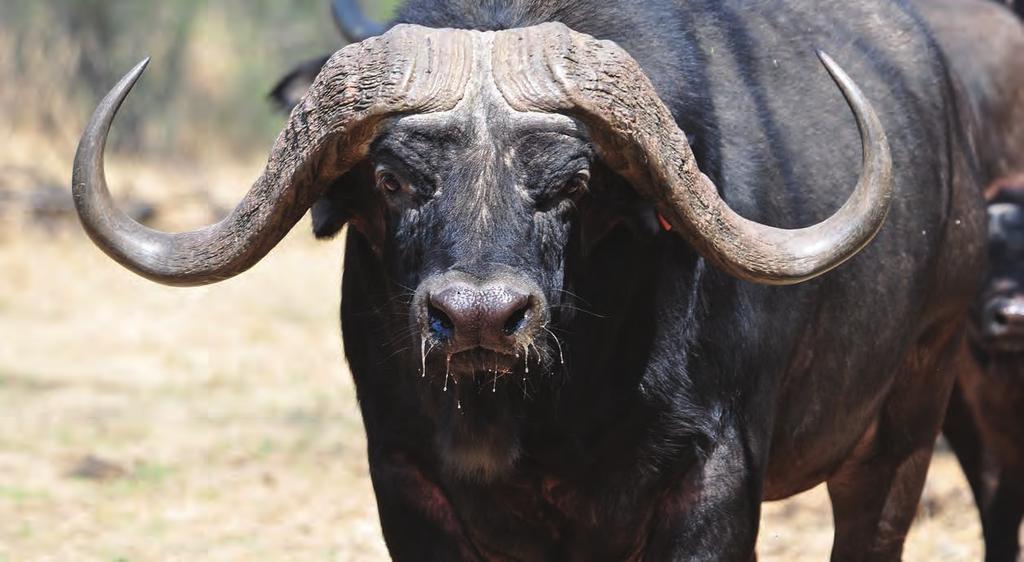 Miljoene rande word deesdae vir uitsonderlike buffels betaal.
