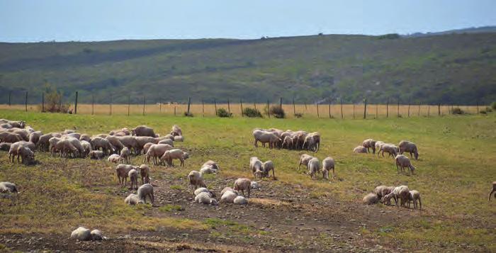 AT HOME WITH... One of the biggest challenges of the region is to find an optimal balance between sheep and grain farming.