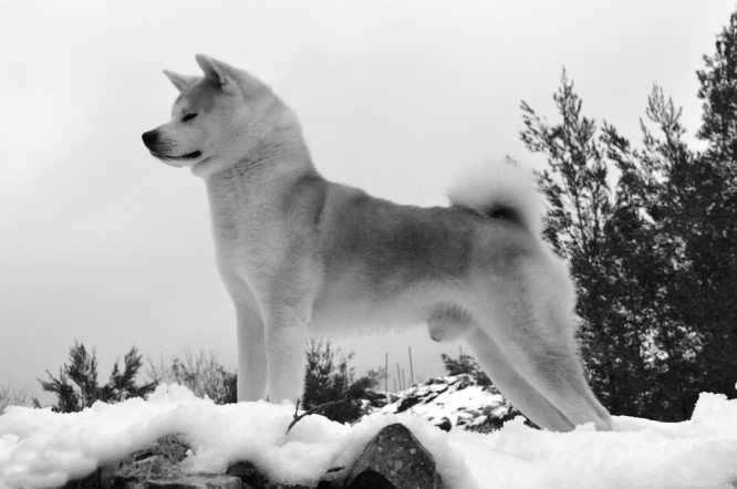 Chapter 2: The Japanese Akita Chapter 2: The Japanese Akita The dignified and territorial Japanese Akita is a courageous, largesized purebred canine that is a member of the Working category.