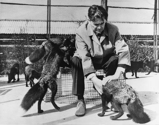 The Farm-Fox Experiment 1959 The Silver Foxe bred for tamability in a 40-year experiment exhibit remarkable transformations that suggest an interplay between behavioral genetics and development