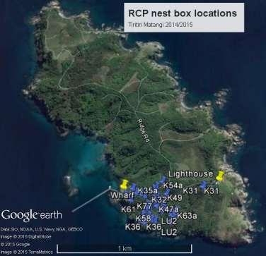 Map 2: Tiritiri Matangi, showing RCP nesting study area in south west of island Map 3: Tiritiri