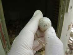 One nest was abandoned just prior to hatching there were 10 eggs (all in varying stages of development).