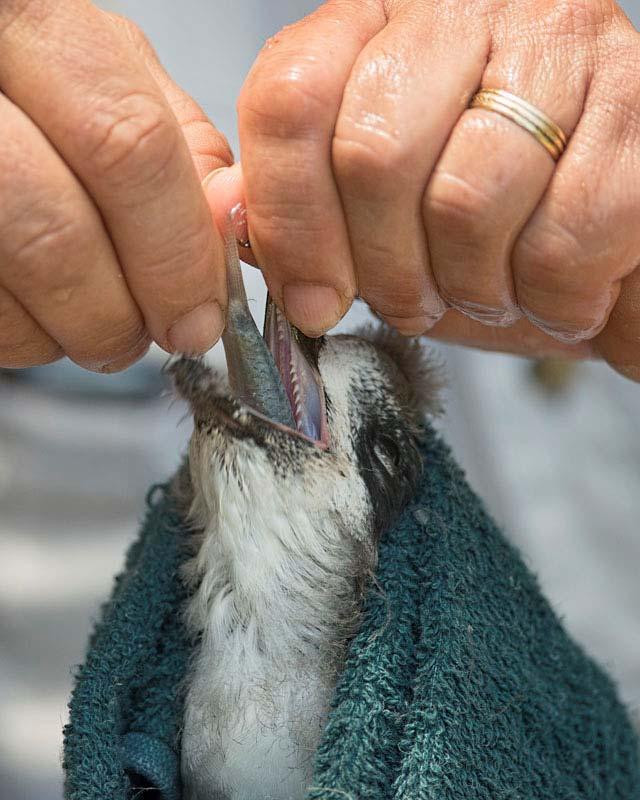 Fig. 7: Translocated Cahow chick being fed fresh Anchovy on Nonsuch Island, June 2013 (T.