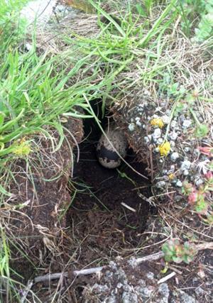 There was also a high instance of tick infestations on puffin chicks this season, and in 15 of our monitored burrows ticks were removed from chicks at least once, many with recurring infestations.