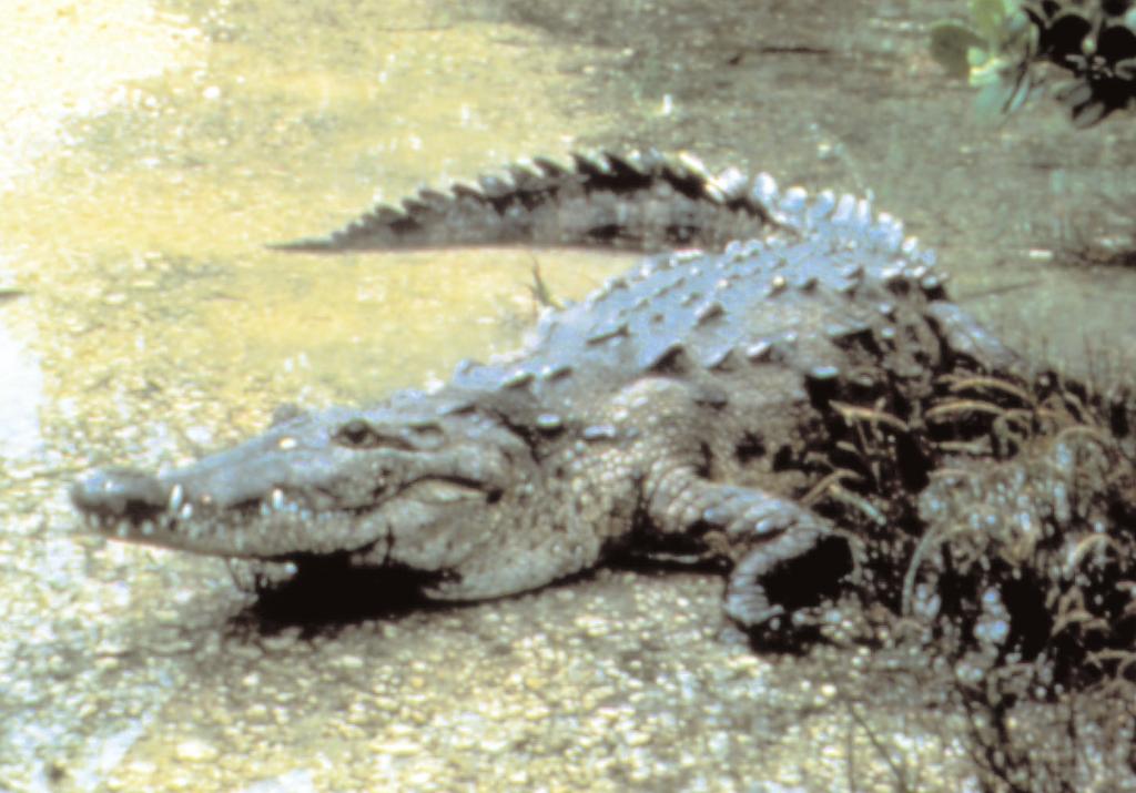 AMERICAN CROCODILE American crocodile. Original photograph by Paul Moler. personal communication 1998).