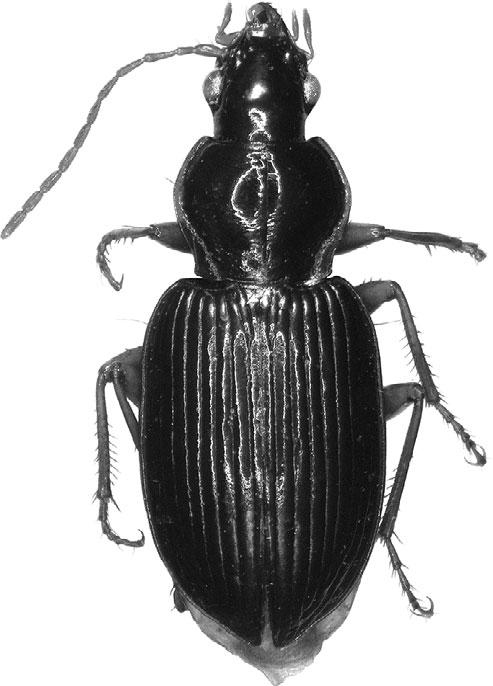 Nebriagonum persetosum, spec. nov. (8.9 mm). 15. N.