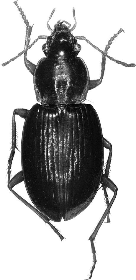 basipunctum, spec. nov. (8.3 mm).
