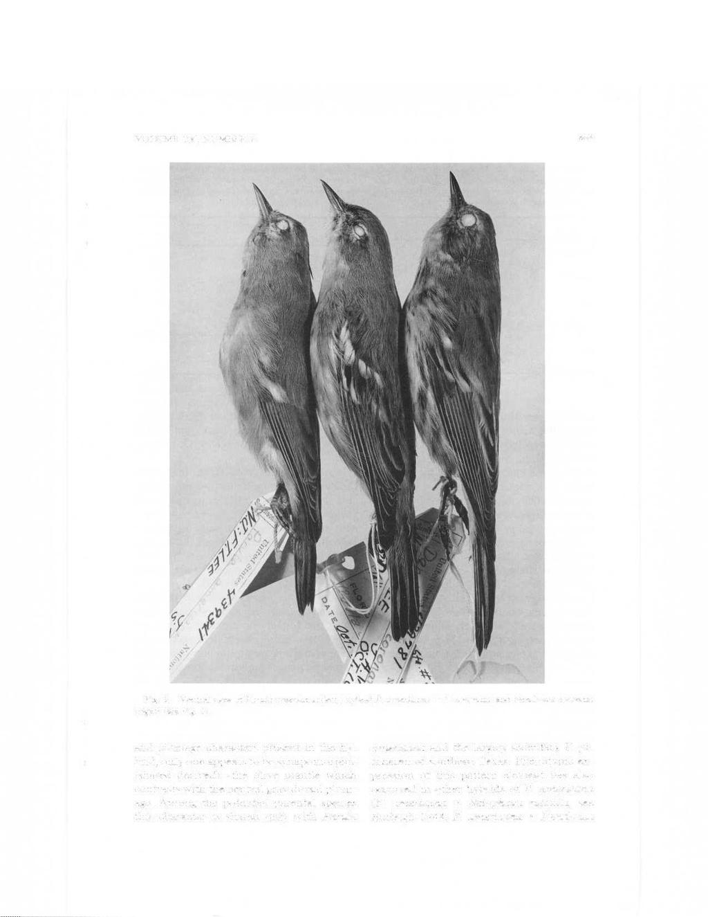 VOLUME 106, NUMBER 2 405 Fig. 3. Ventral view of Parula anwricana {left), hybrid P. anwricana x D. caronata.