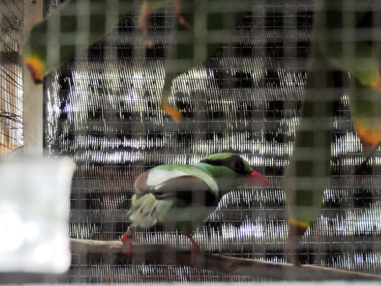Newsletter Finally, 5 Black-winged Starlings were donated to Taman Safari Indonesia in exchange of one male Javan Green Magpie (needed for the extra females in ) and 4 Black-winged Starlings from a
