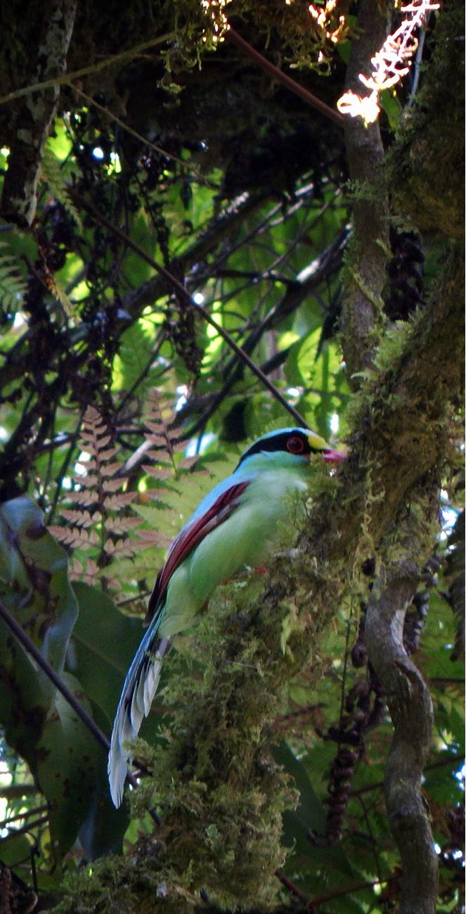 Newsletter Javan Green Magpie survey The intensive search of wild Javan Green Magpie finally started with the help of Pupung Nurwatha and Ader Rahmat from YPAL.