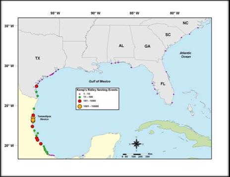 Figure 7 Locations for wild and head-started Kemp s ridley turtle (Lepidochelys kempii) nests along the Texas coast from 1978 2014. Colors denote the identified sources of the nesting females.