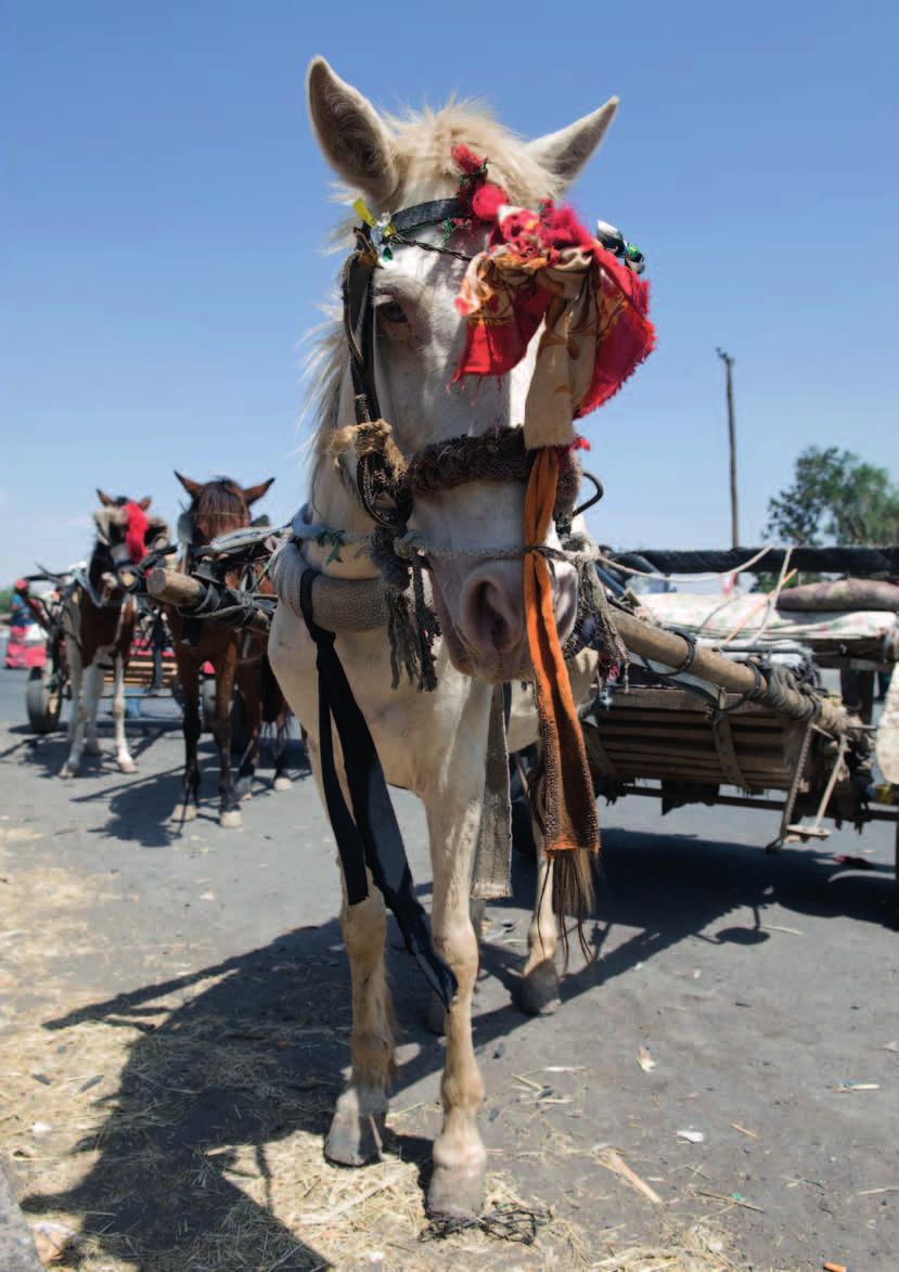 Working animals of the world 4 Around the world up to 200 million animals do the jobs of trucks, tractors and taxis, working hour after hour, often carrying backbreaking loads