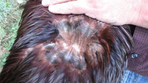 different from the RIR, is not often seen from the exterior: the dark undercolour beneath the back surface feathers.