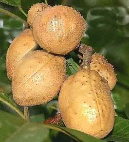 The fruit capsule is light brown and contains just one seed, the colour of the seeds (buckeyes) is a bit darker than the European Horse Buckeye.