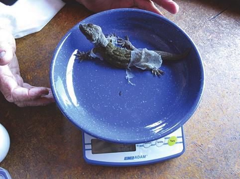 However, a number of New Zealand reptile transfers have introduced nearly double this number, in the hope of improving 