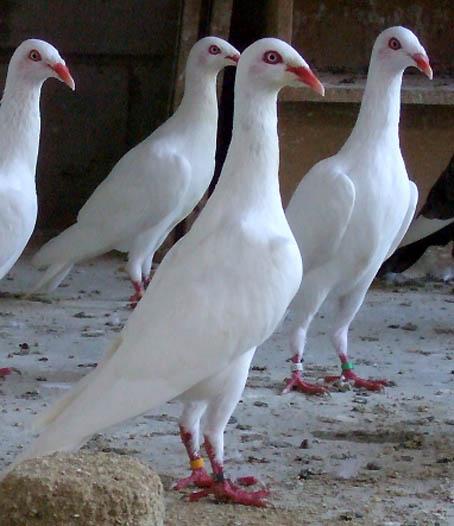 Left: Quartet of White German Long faced tumblers. Very good type and stance. The head carriage of the three birds in the front is somewhat downfaced.