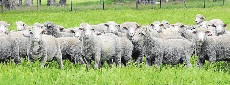 Purchased embryos, semen and purebred ewes have carried high Australian Sheep Breeding Values with good conformation, muscling and soft nourished wools.