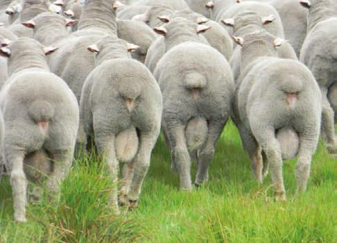 sheep that are