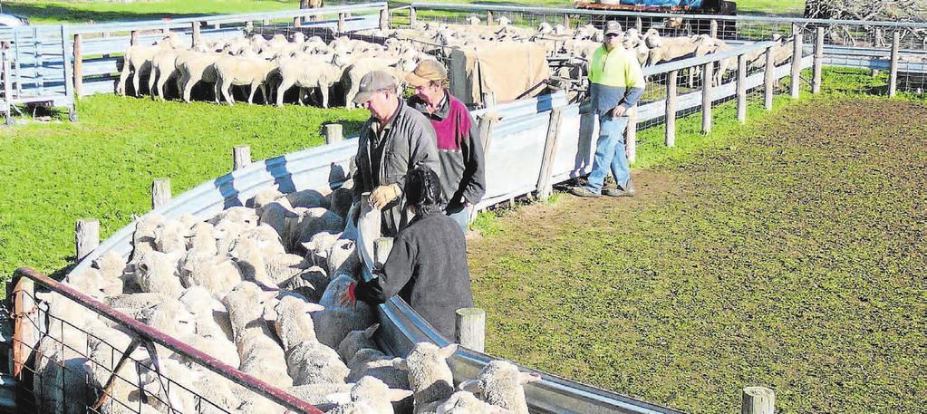 DOHNE MERINO VICTORIA The Pilgrim Brothers operation - pictured scanning ewes in June - made the switch to Dohnes because they offered a range of marketing options.