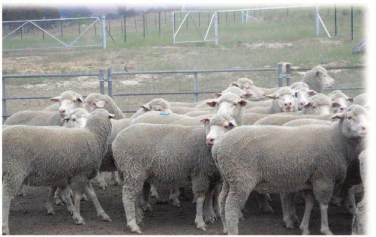 My mate went to NSW to buy Dohne rams in 2005 and when he got them, I liked the look; I waited 12 months until he had half-bred Dohnes and I thought the purebred Dohnes were