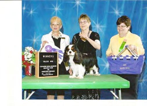 Breeder, Handled all from the Bred By Exhibitor Class CH Felicity s