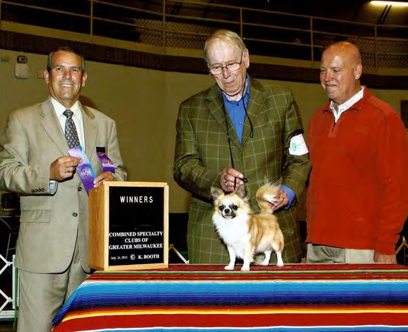 Grand Champion Max Hurd Chihuahua CH Hurd's All That Jazz Bred and Owned by Max E.