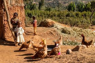Ethiopia and small ruminants in Burkina Faso CAGED: Campylobacter genomics and environmental