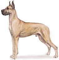 AKC MEET THE BREEDS : Great Dane A "gentle giant," the Great Dane is nothing short of majestic.