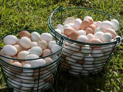 Reproductive strategies also depend on survival prospects of eggs & young.
