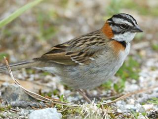 b. Rufous-collared Sparrow Birds breed