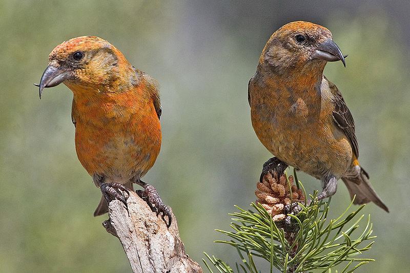 Red Crossbills reproduction timed