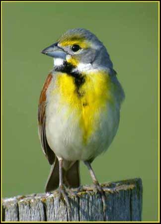 Male Dickcissels removed from territories and kept under