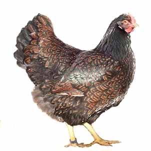 A NEW, UNIQUE COLOUR OF THE BARNEVELDER By: Elly Vogelaar The most famous and most often seen colour variety of the Dutch breed the Barnevelder is the double laced; a deep golden brown ground colour