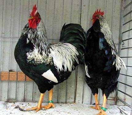 Today the type and stance, comb and tail of the hens are without question a true Barnevelder bantam and as you can see in the pictures the colour and marking of the hens are superb.