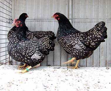 This new variety is not yet recognised in the Dutch Poultry Standard, although the first step has been taken: the birds were presented at the Club meeting of the Barnevelder Breeders Club and the
