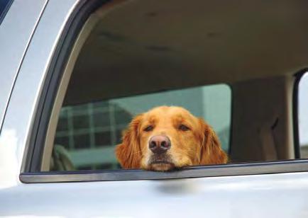 gi intervention: approach To Diagnosis and TheraPy of The VomiTing PaTienT MoTion SiCkneSS: HelPing PeTS & THeir owners With warmer weather quickly approaching, many pet owners will be eager to head