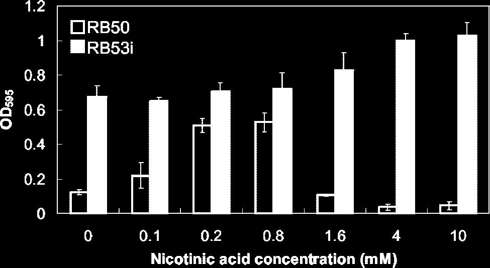 (A) Culture medium with no nicotinic acid (Bvg phase). (B) Culture medium supplemented with 0.8 mm nicotinic acid (Bvg i phase). (C) Culture medium supplemented with 4 mm nicotinic acid (Bvg phase).