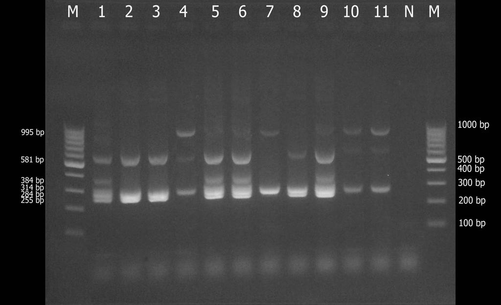 Results of simple PCR